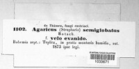 Protostropharia semiglobata image